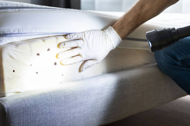 Best Local Pest Control Services  in Damascus, MD