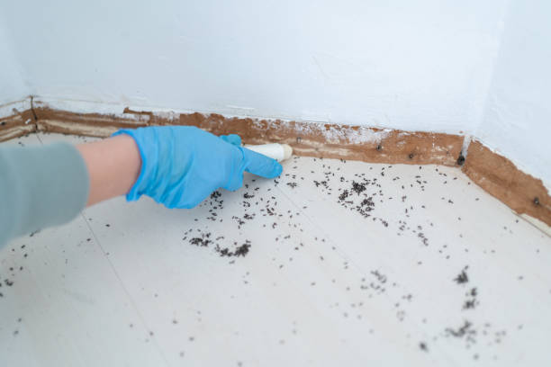 Flea Control Services in Damascus, MD